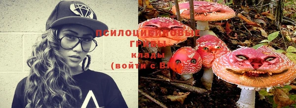 ГАЛЛЮЦИНОГЕННЫЕ ГРИБЫ Осинники
