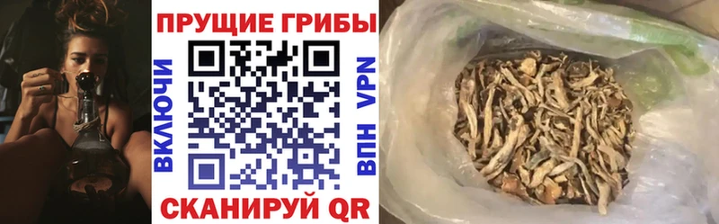 купить  цена  Киржач  Псилоцибиновые грибы Psilocybine cubensis 